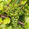 green grape
