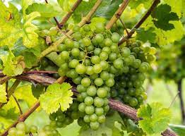 green grape