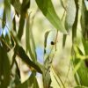 Gum Tree Leaves