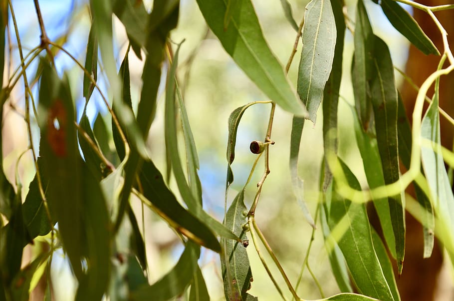 Gum Tree Leaves