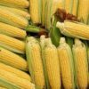 husk of corn