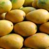 indian mangoes