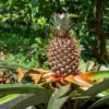 is a pineapple a fruit