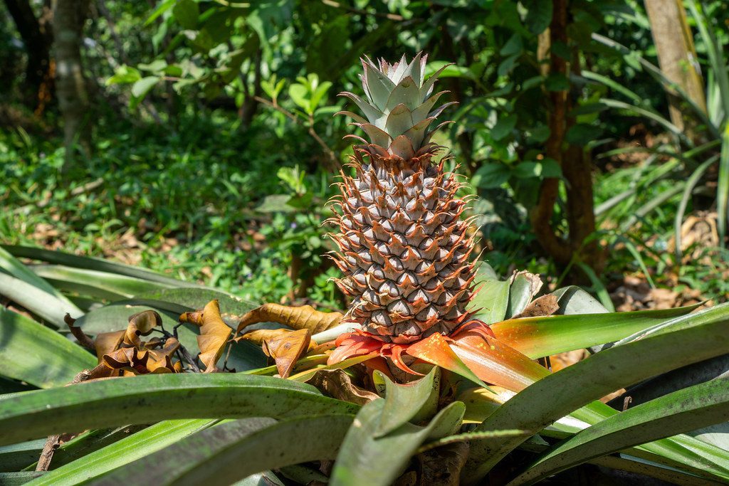 is a pineapple a fruit