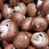 japanese mushrooms