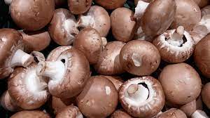 japanese mushrooms