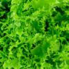 lettuce leaf