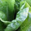 lettuce leaves
