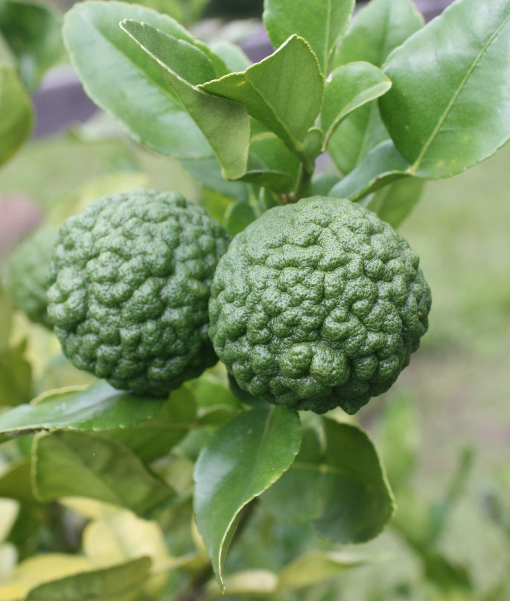 makrut lime leaves