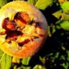 medlar