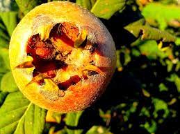 medlar