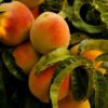 nectarines recipes