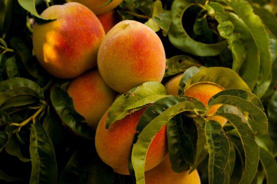 nectarines recipes