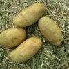 nicola potatoes