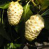 noni fruit