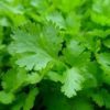 parsley italian