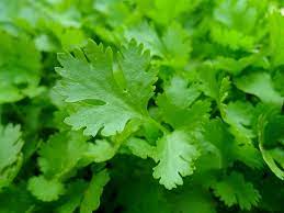 parsley italian