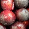 pluot fruit
