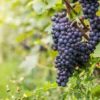 purple grapes