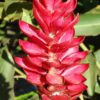 red ginger