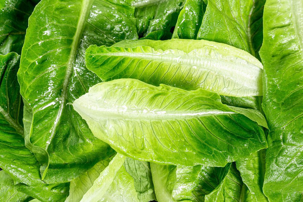romaine