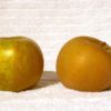 russetting