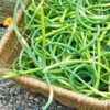scapes garlic