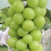 shine muscat