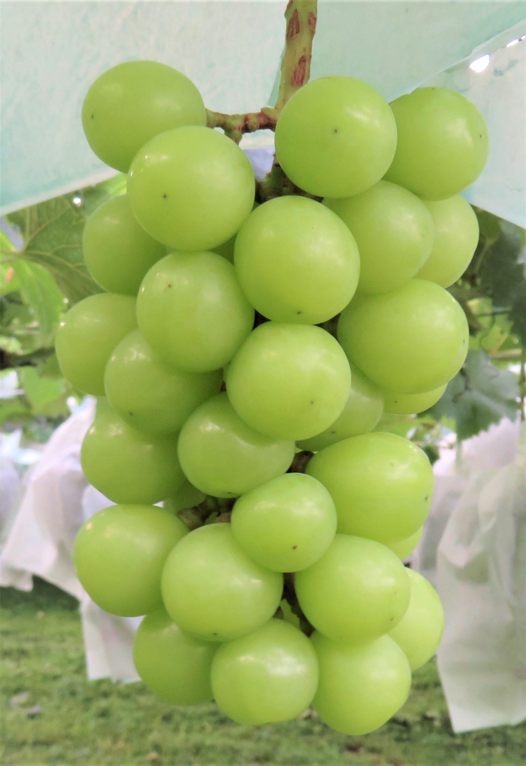 shine muscat