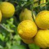 tahiti lime tree