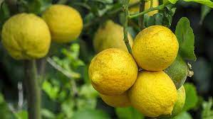 tahiti lime tree