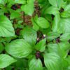 thai basil leaves