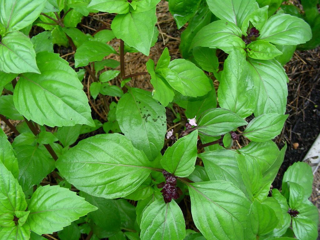 thai basil leaves