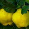 what is a quince