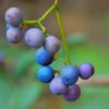 wild blueberry