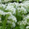 wild garlic