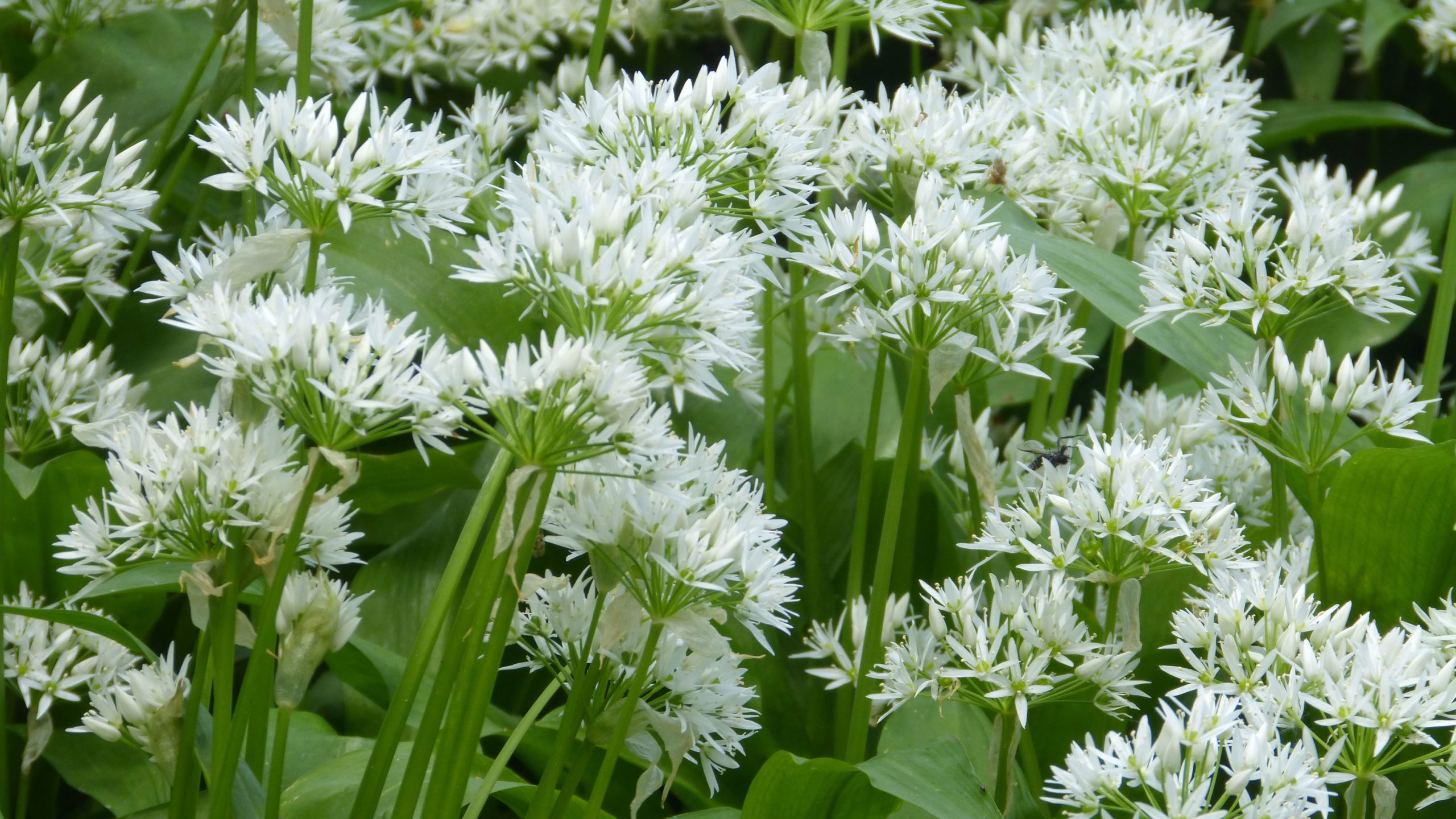 wild garlic