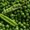 are peas legumes