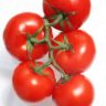 are tomatoes bad for gout