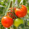 are tomatoes fruit