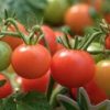 are tomatoes good for you