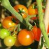 are tomatoes keto