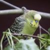 can budgies eat banana