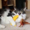 can cats eat banana