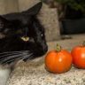 can cats eat tomato