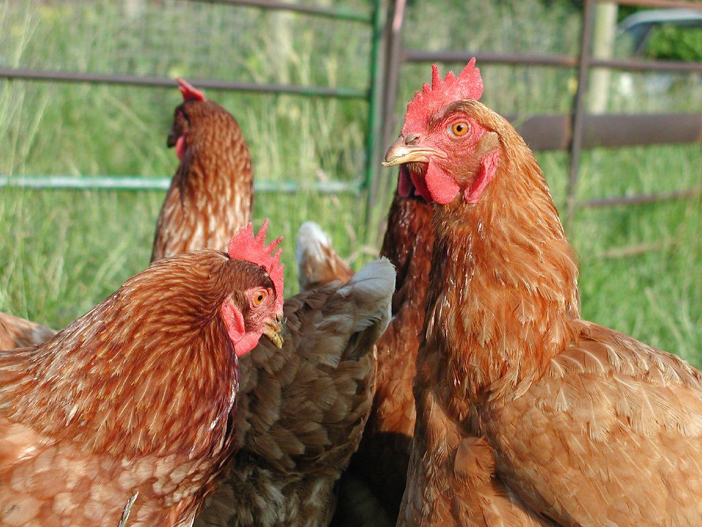 can chickens eat bananas