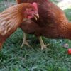 can chickens eat tomatoes