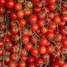 can dogs eat cherry tomatoes