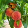 can dogs eat peaches