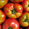 can dogs eat tomato